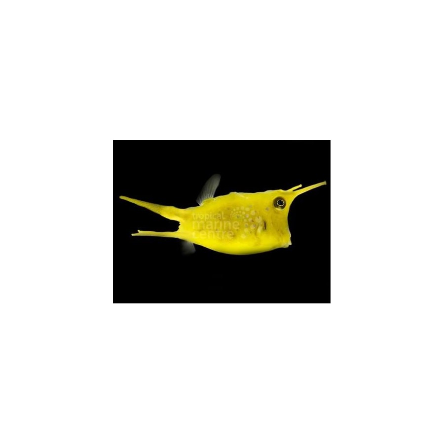 Lactoria cornuta - Long Horn Cowfish