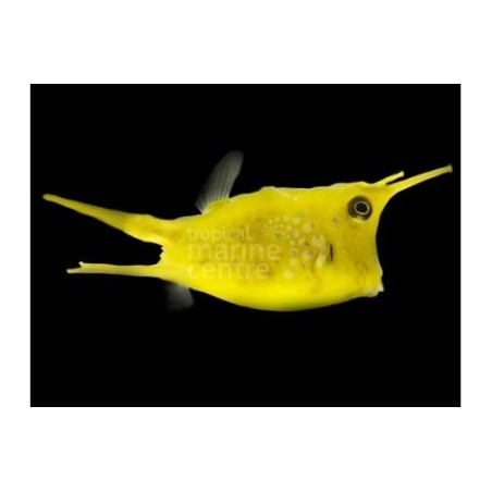 Lactoria cornuta - Long Horn Cowfish