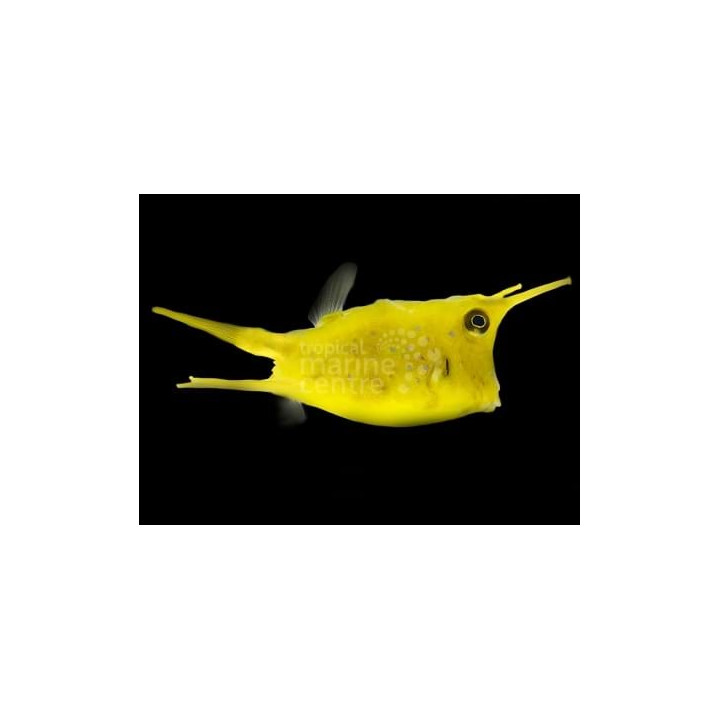 Lactoria cornuta - Long Horn Cowfish