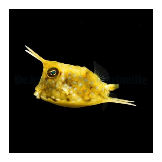 Lactoria cornuta - Long Horn Cowfish