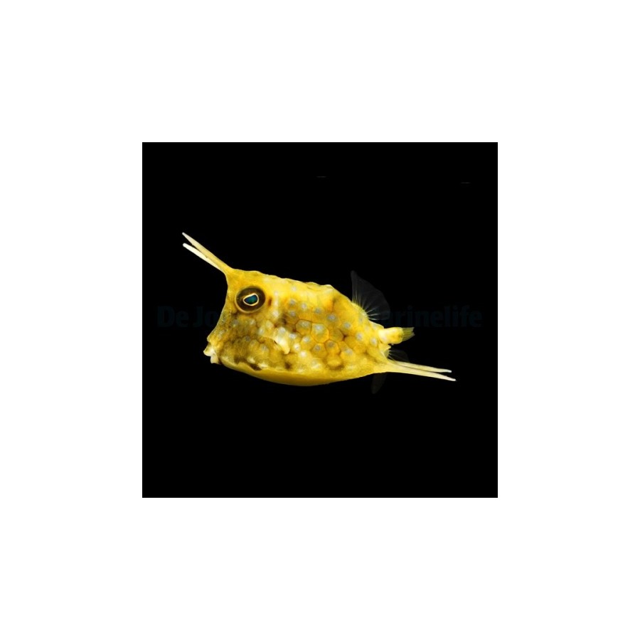 Lactoria cornuta - Long Horn Cowfish