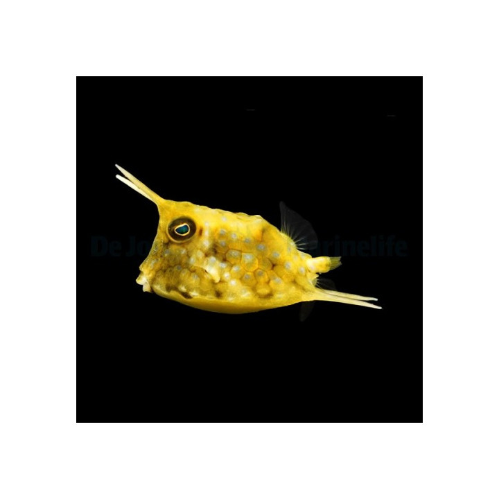 Lactoria cornuta - Long Horn Cowfish