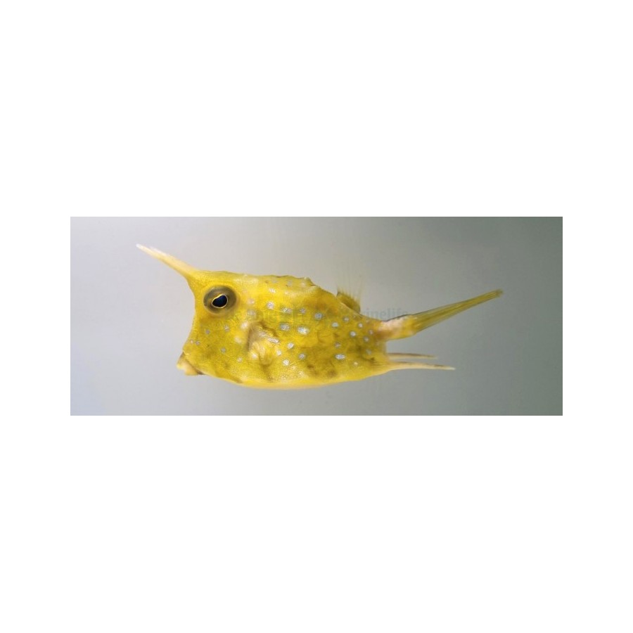 Lactoria cornuta - Long Horn Cowfish