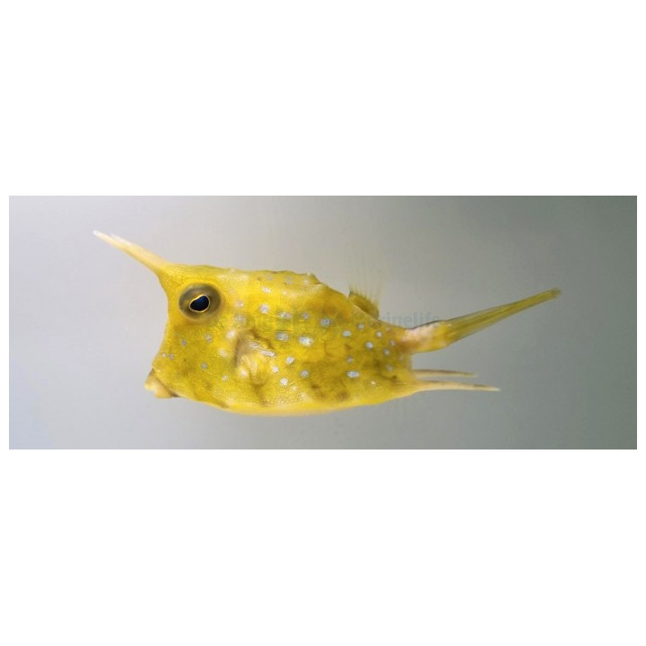 Lactoria cornuta - Long Horn Cowfish