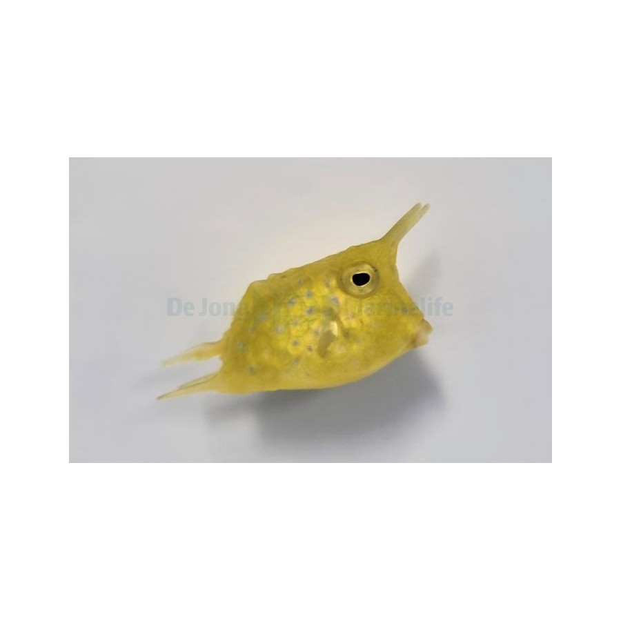 Lactoria cornuta - Long Horn Cowfish