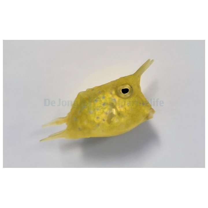 Lactoria cornuta - Long Horn Cowfish