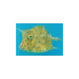 Lactoria quadricornis - Caribbean Cowfish