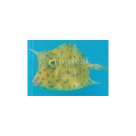 Lactoria quadricornis - Caribbean Cowfish