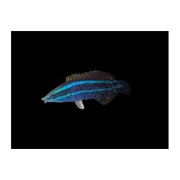 Larabicus quadrilineatus - Cleaner Wrasse - Red Sea