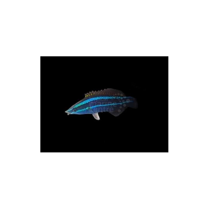 Larabicus quadrilineatus - Cleaner Wrasse - Red Sea