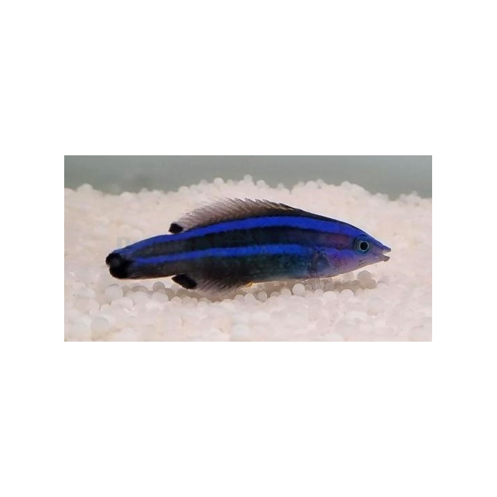 Larabicus quadrilineatus - Cleaner Wrasse - Red Sea
