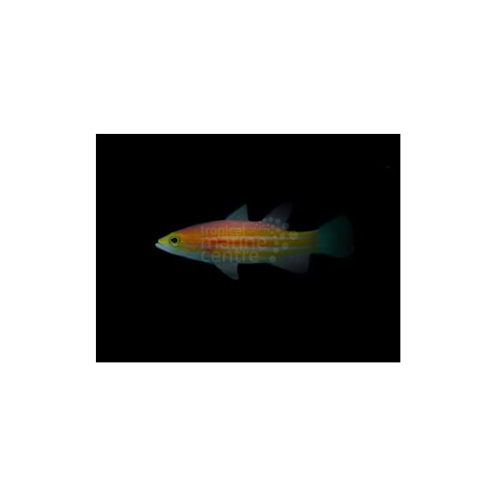 Liopropoma africanum - Swiss Guard - African