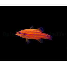 Liopropoma carmabi - Swiss Guard - Candy