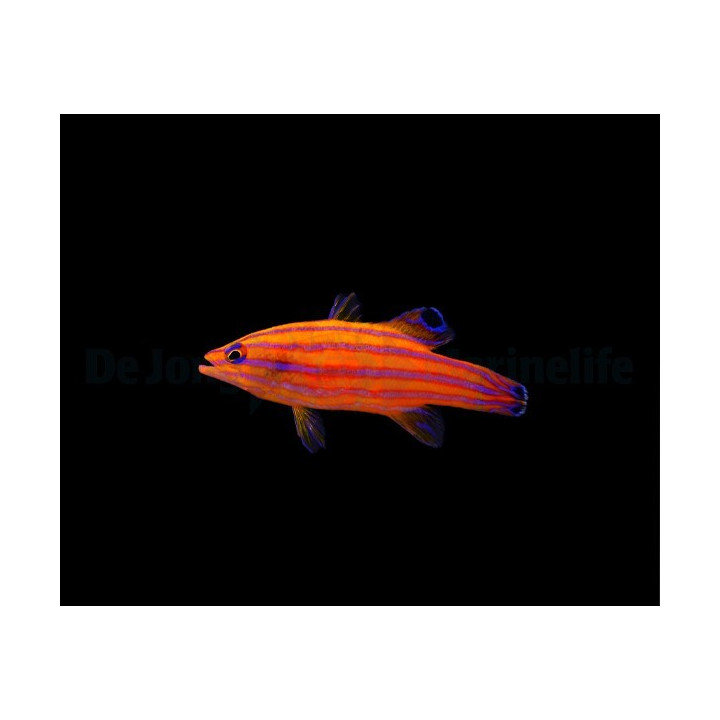 Liopropoma carmabi - Swiss Guard - Candy