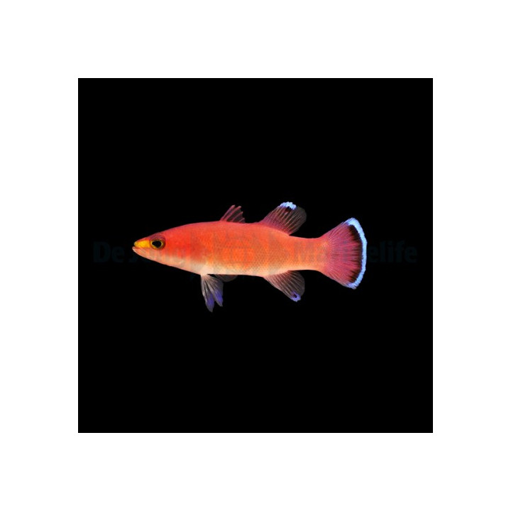 Liopropoma mowbrayi - Swiss Guard - Cave