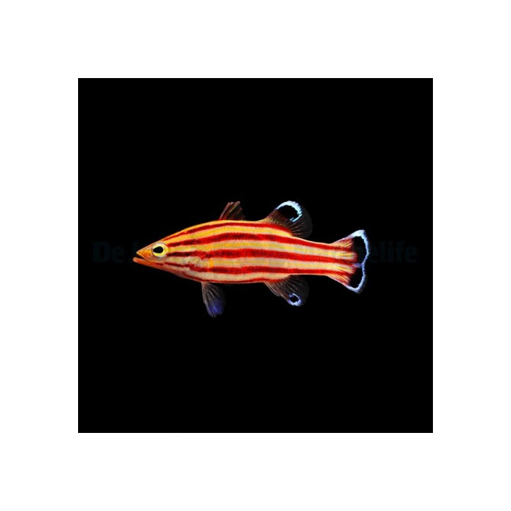 Liopropoma rubre - Swiss Guard