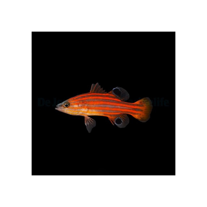 Liopropoma swalesi - Swiss Guard - Tangerine