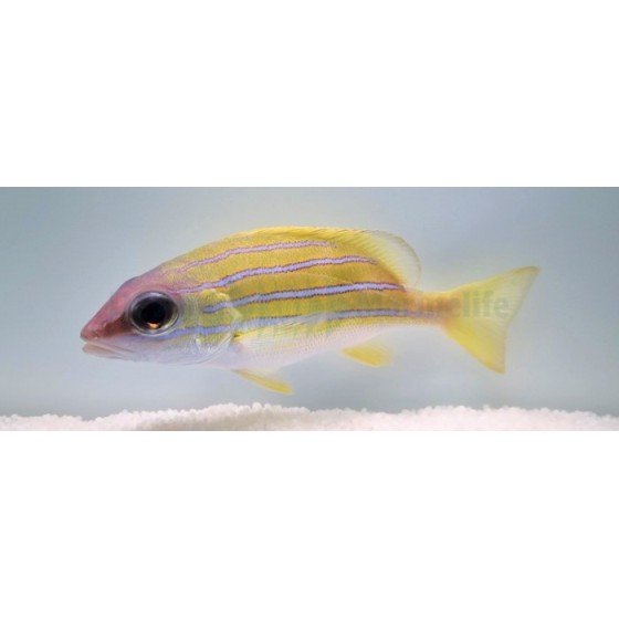 Lutjanus kasmira - Snapper - Blue Stripe