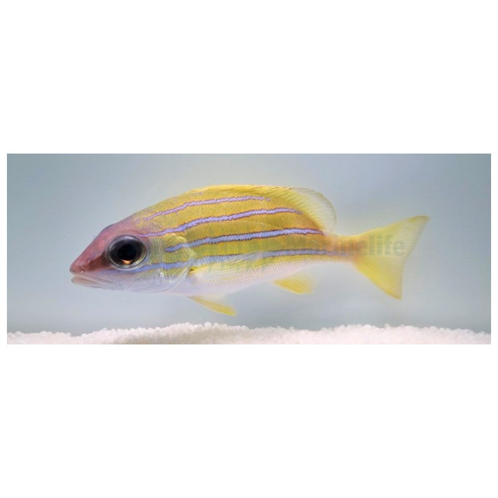 Lutjanus kasmira - Snapper - Blue Stripe