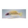 Lutjanus kasmira - Snapper - Blue Stripe