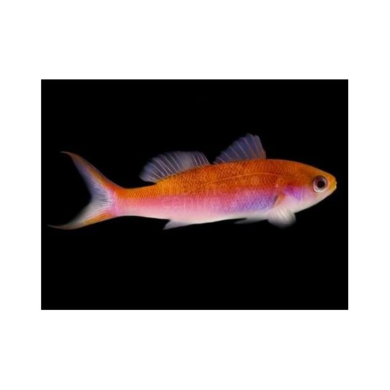 Luzonichthys whitleyi - Split Fin Anthias