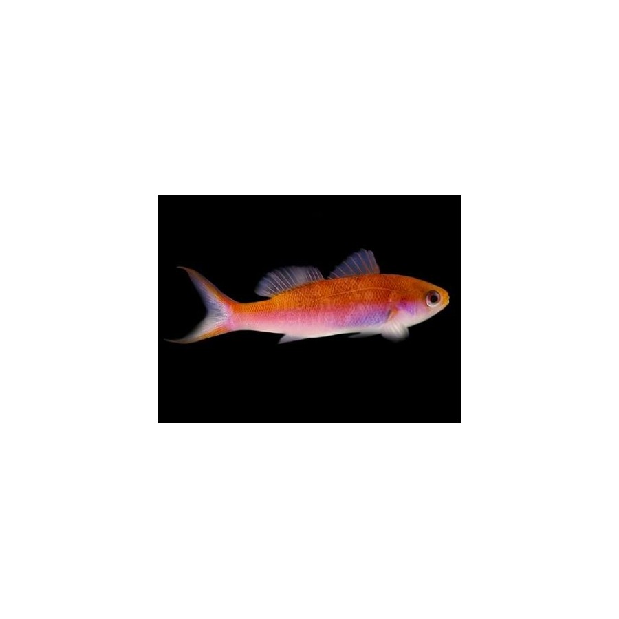 Luzonichthys whitleyi - Split Fin Anthias