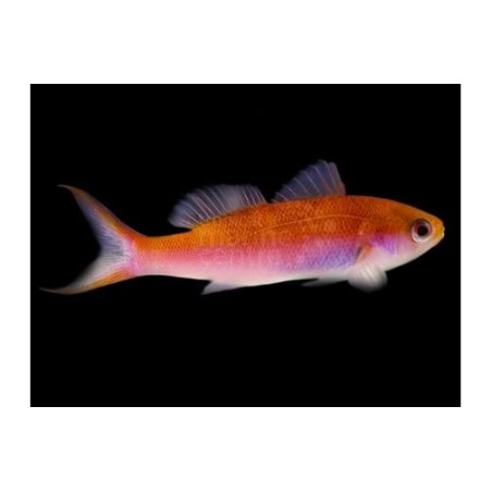 Luzonichthys whitleyi - Split Fin Anthias