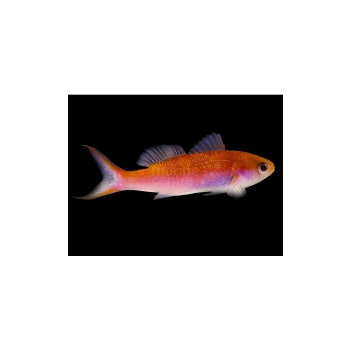 Luzonichthys whitleyi - Split Fin Anthias