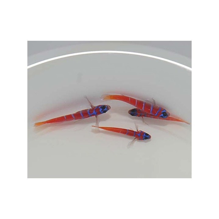 Lythrypnus dalli - Catalina Goby