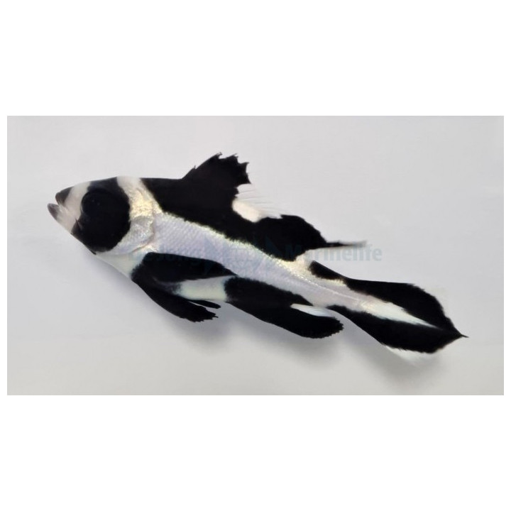 Macolor niger - Macolor Sweetlips
