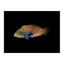 Macropharyngodon bipartitus - Peacock Wrasse