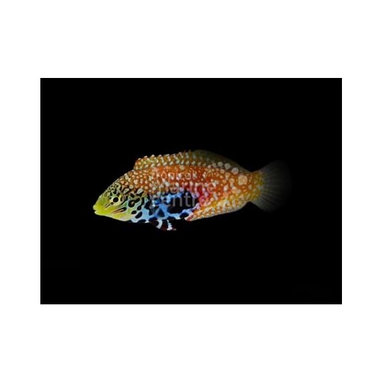 Macropharyngodon bipartitus - Peacock Wrasse