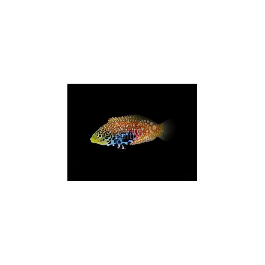 Macropharyngodon bipartitus - Peacock Wrasse