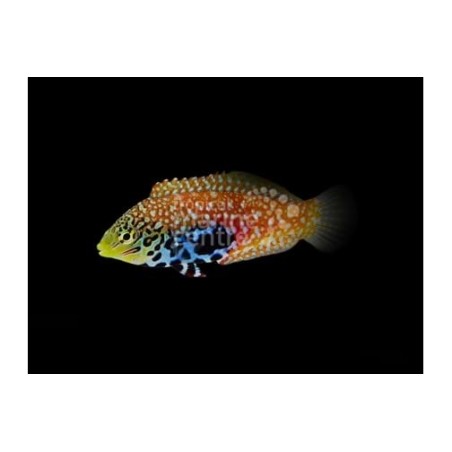 Macropharyngodon bipartitus - Peacock Wrasse