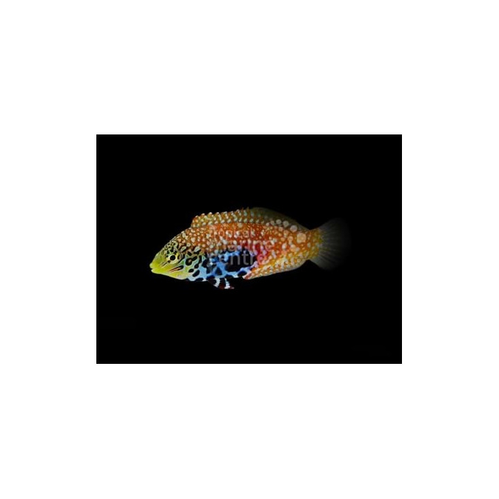 Macropharyngodon bipartitus - Peacock Wrasse