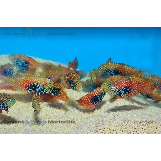 Macropharyngodon bipartitus - Peacock Wrasse