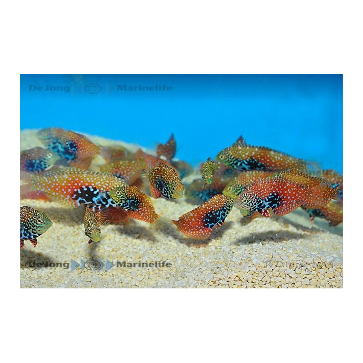 Macropharyngodon bipartitus - Peacock Wrasse