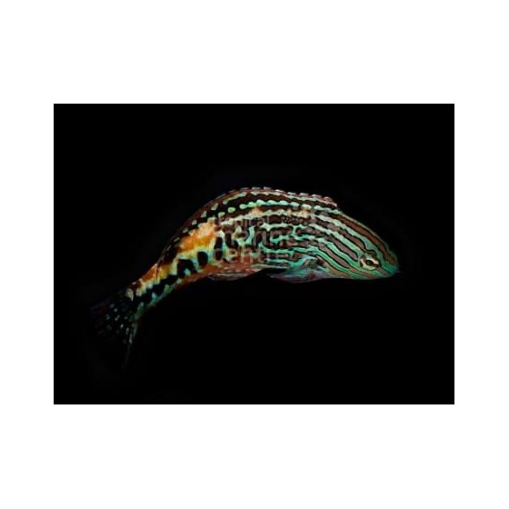 Macropharyngodon bipartitus - Peacock Wrasse - koiras