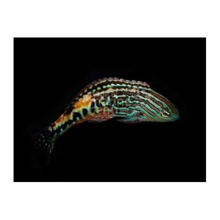 Macropharyngodon bipartitus - Peacock Wrasse - koiras