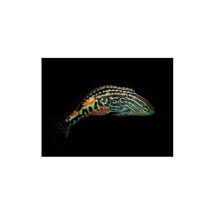 Macropharyngodon bipartitus - Peacock Wrasse - koiras