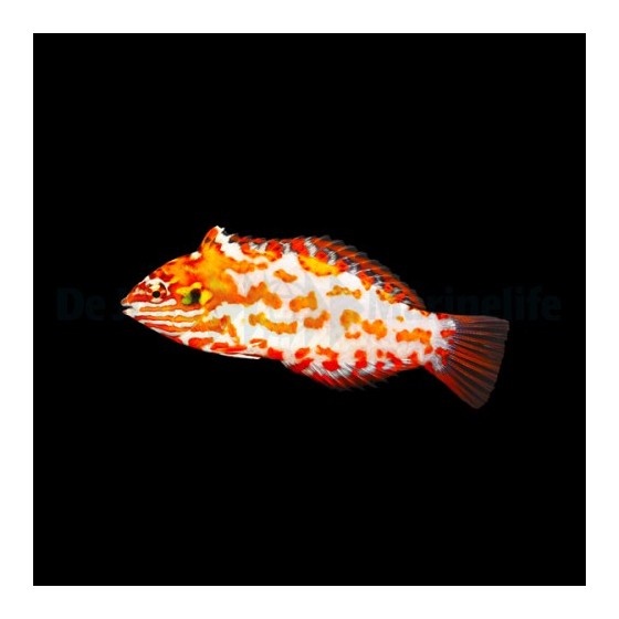 Macropharyngodon choati - Red Leopard Wrasse