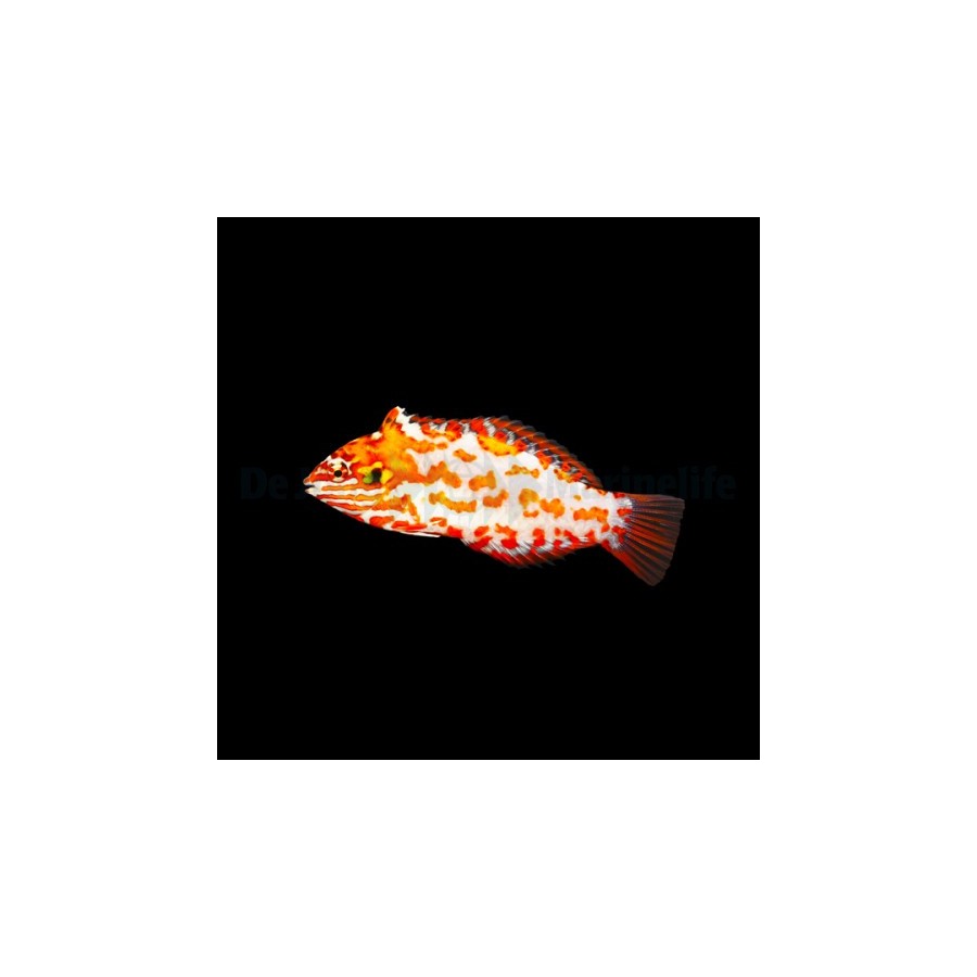 Macropharyngodon choati - Red Leopard Wrasse