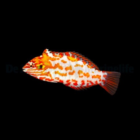 Macropharyngodon choati - Red Leopard Wrasse