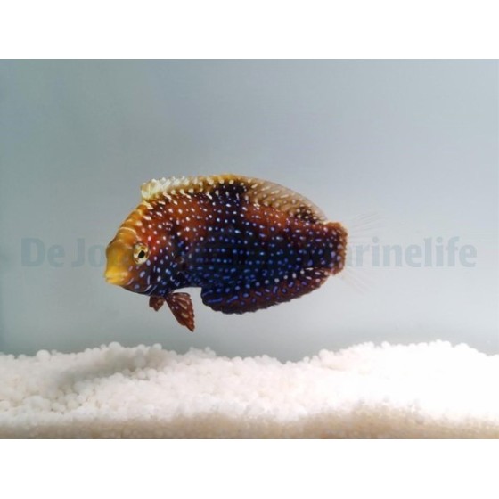 Macropharyngodon cyanoguttatus - Blue Spot Leopard Wrasse