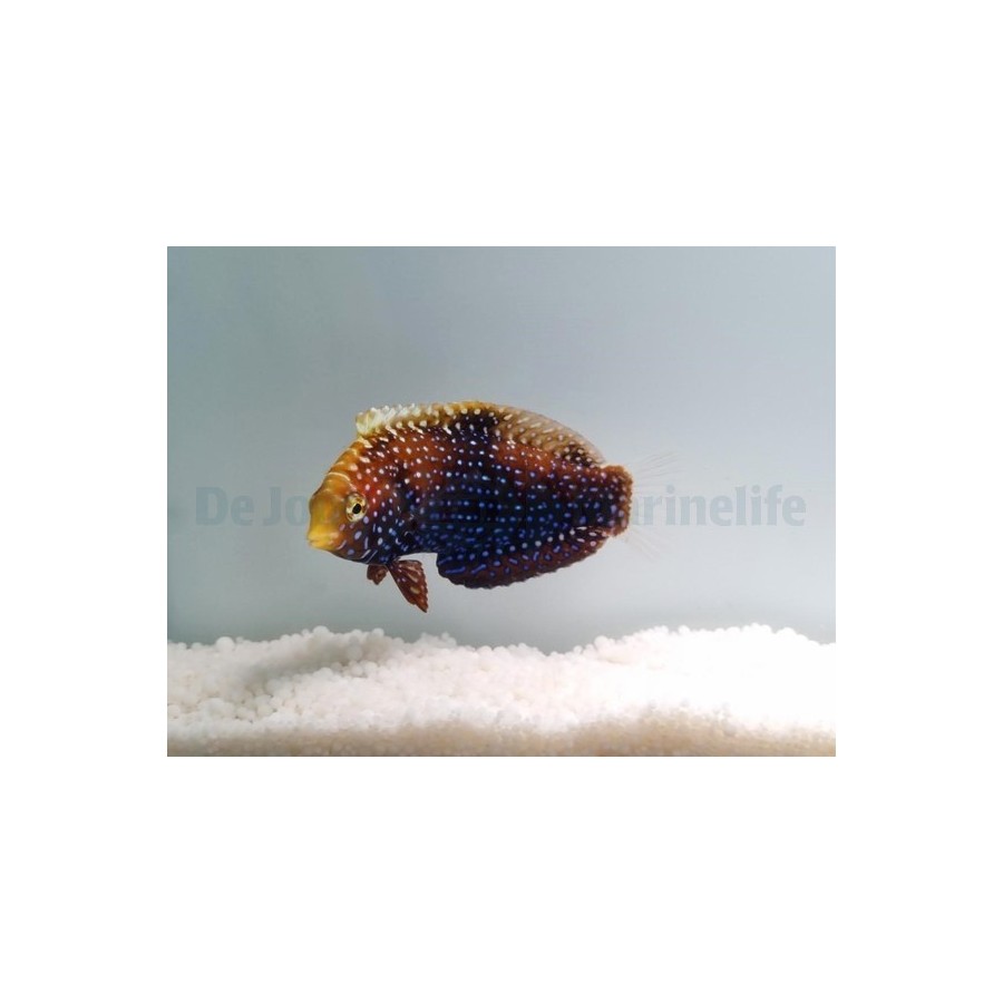 Macropharyngodon cyanoguttatus - Blue Spot Leopard Wrasse