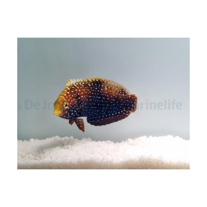 Macropharyngodon cyanoguttatus - Blue Spot Leopard Wrasse