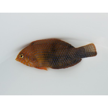 Macropharyngodon geoffroy - Potter's Wrasse