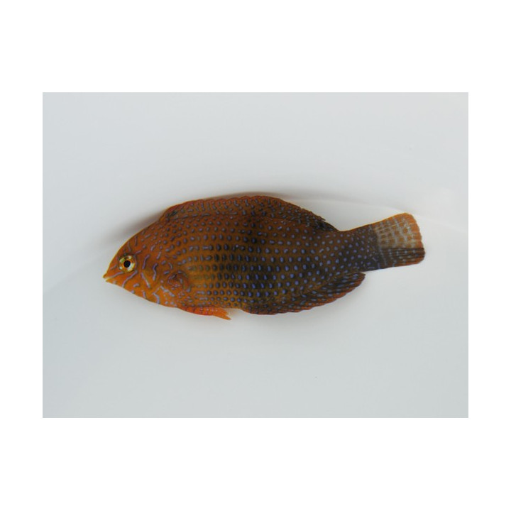 Macropharyngodon geoffroy - Potter's Wrasse