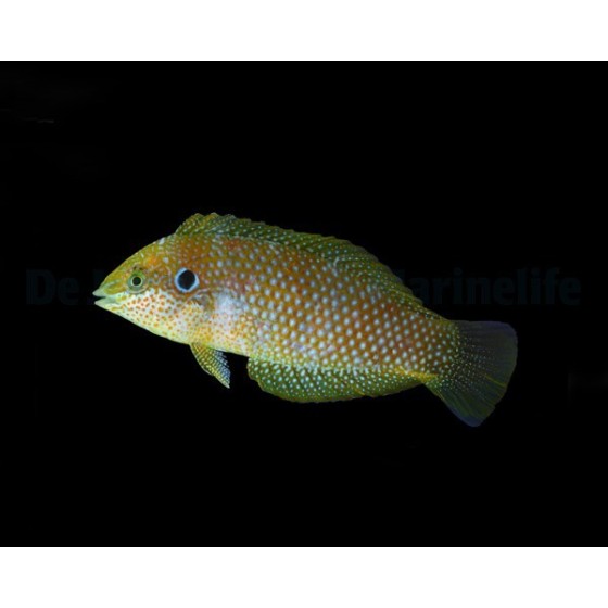 Macropharyngodon kuiteri - Kuiters Wrasse