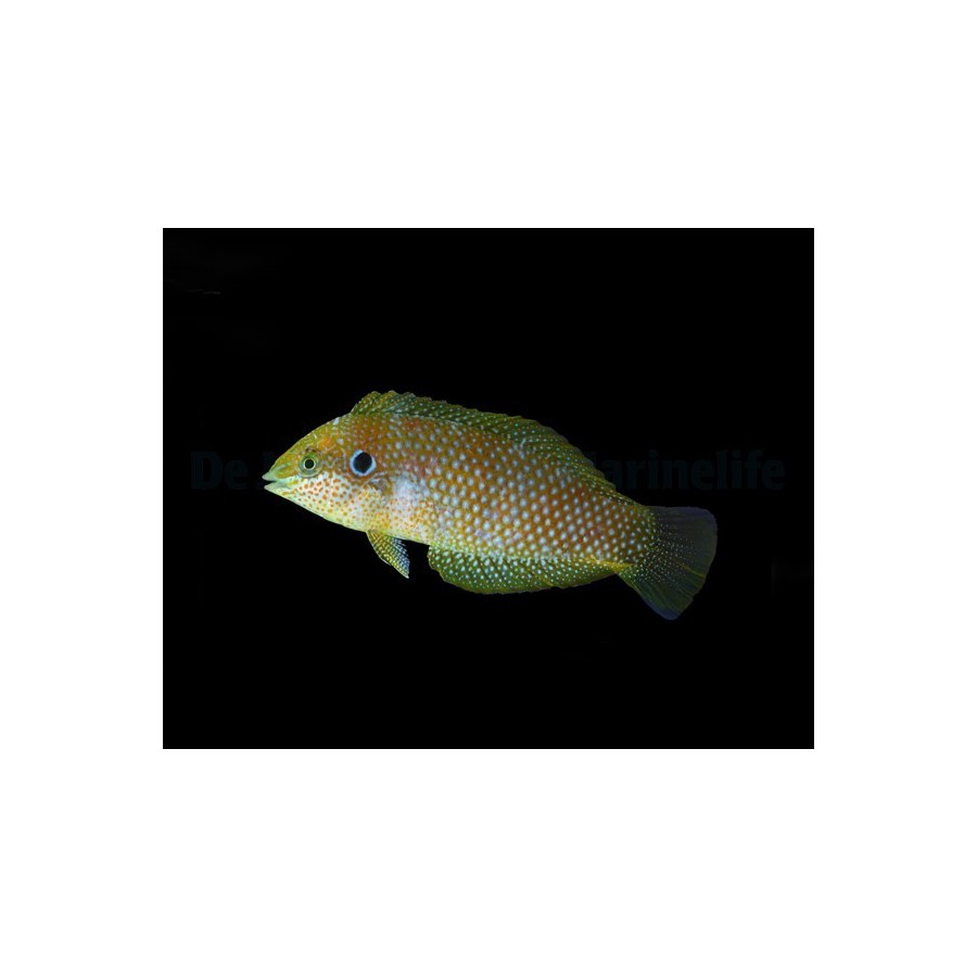 Macropharyngodon kuiteri - Kuiters Wrasse